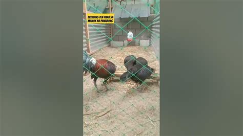 Manok Panabong Breeding Pen .